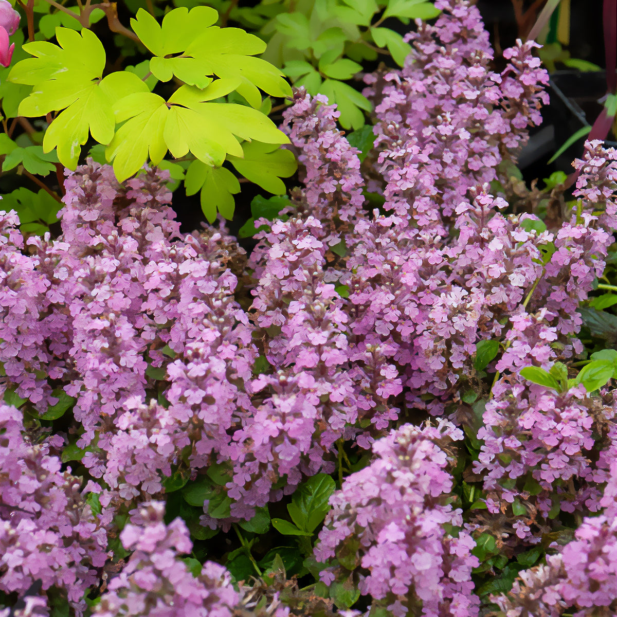 Kriechender Günsel Rosea - Willemse