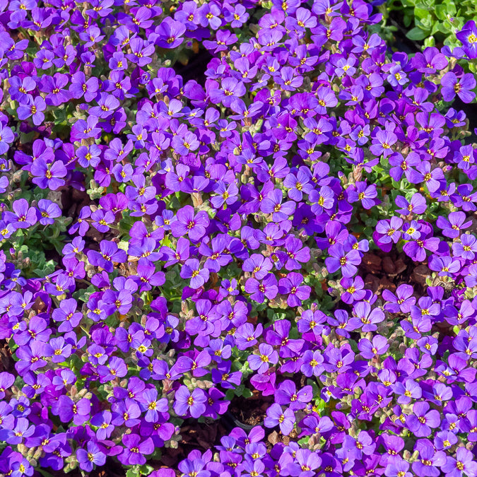 Blaukissen 'Hamburger Stadtpark' - Aubrieta Hamburger Stadtpark - Willemse