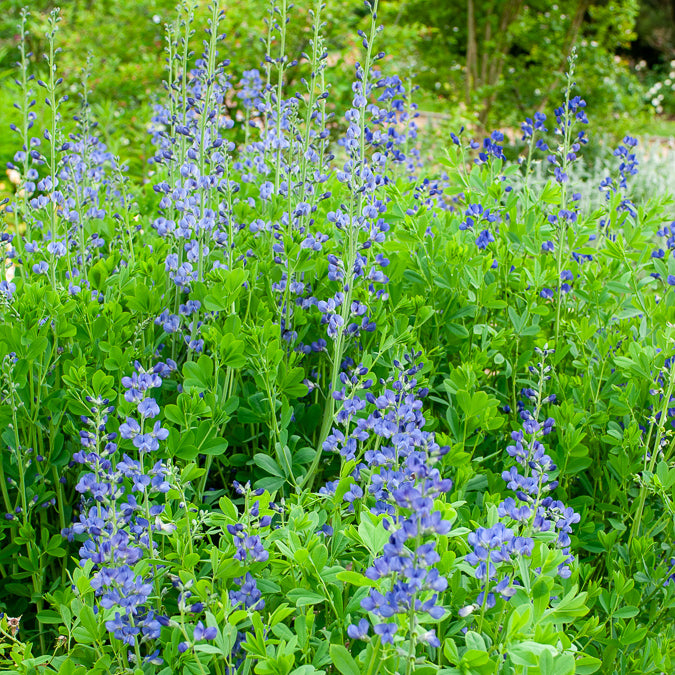Baptisia australis - Podalyre - Stauden