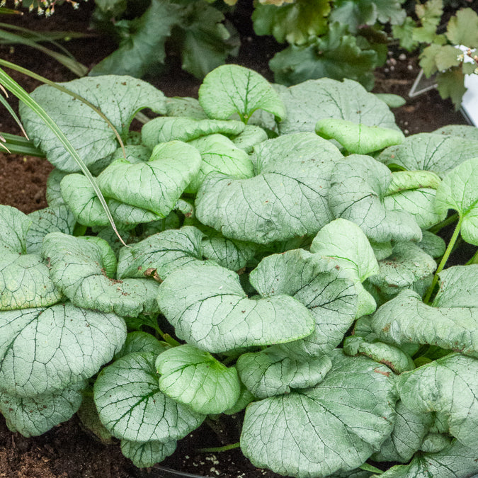 Kaukasisches Vergissmeinnicht Looking Glass - Brunnera macrophylla Looking Glass - Willemse
