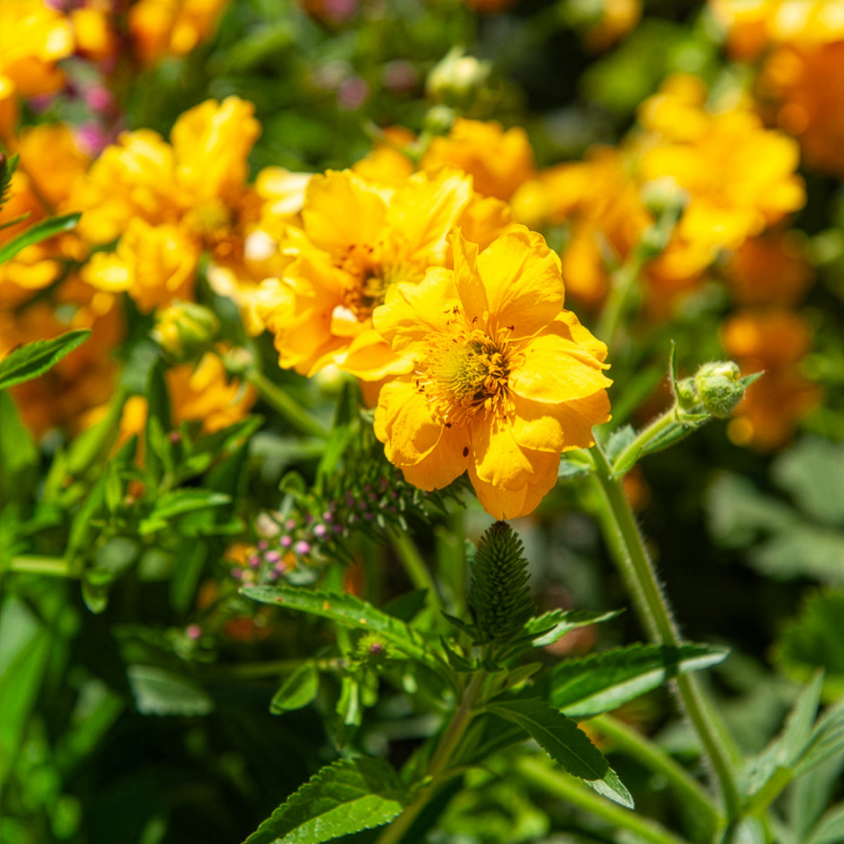 Nelkenwurz - Chilenische Nelkenwurz Lady Stratheden - Geum chiloense Lady Stratheden