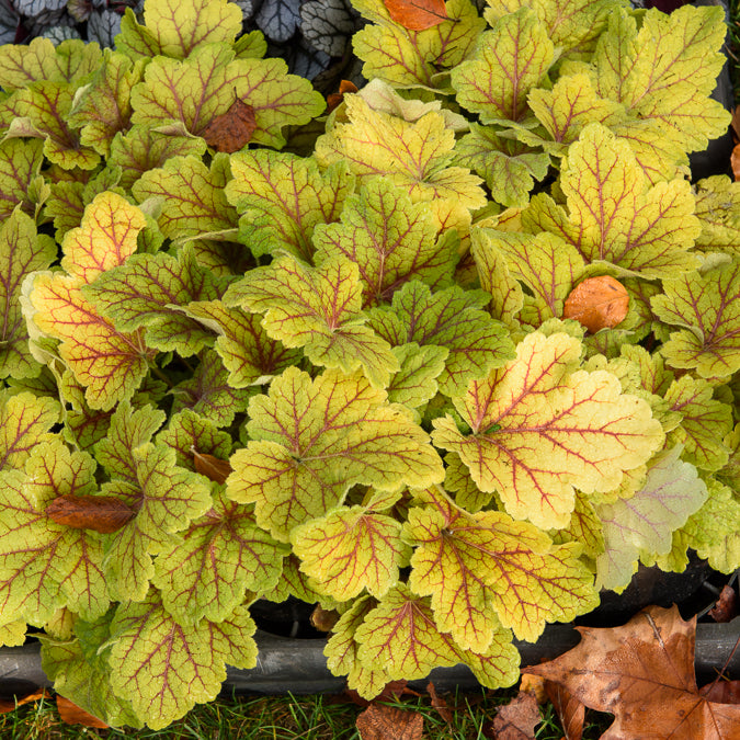 Heuchera Electra - Heuchera Electra - Heuchera - Purpurglöckchen