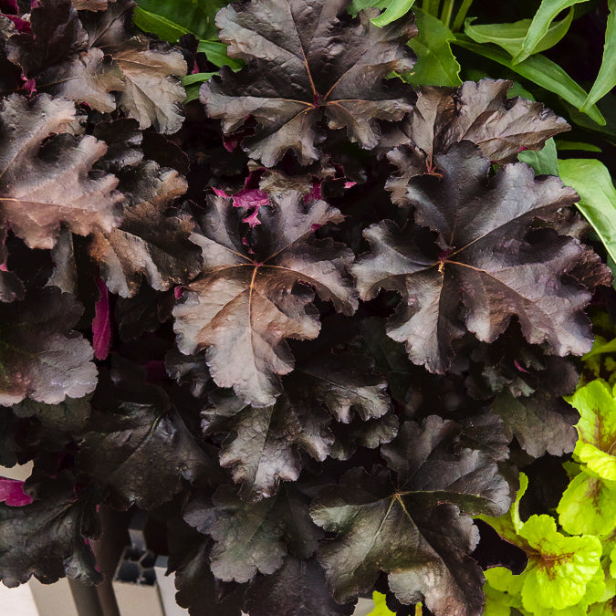 Heuchera Black Pearl - Heuchera Black Pearl - Heuchera - Purpurglöckchen