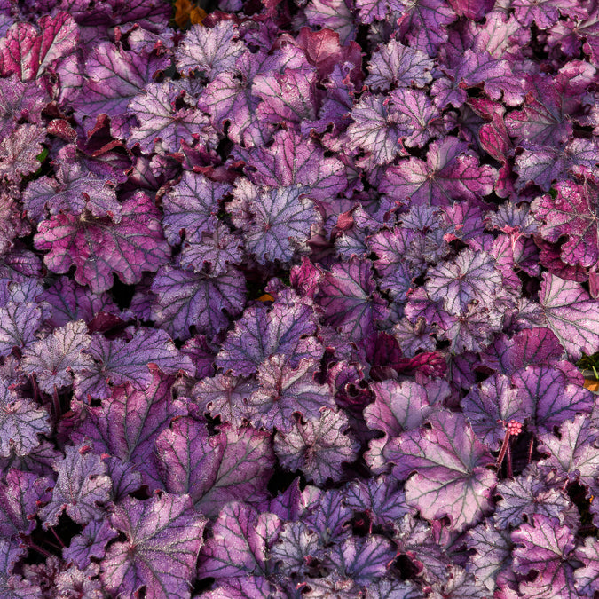 Heuchera Forever Purple - Heuchera Forever Purple - Heuchera - Purpurglöckchen