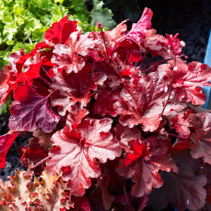 Heuchera Forever Red - Willemse