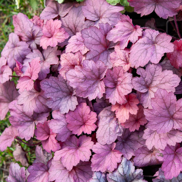 Heuchera Georgia Plum - Heuchera georgia plum - Willemse