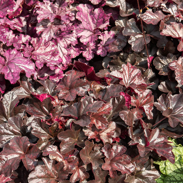 Heuchera Obsidian - Heuchera obsidian - Willemse