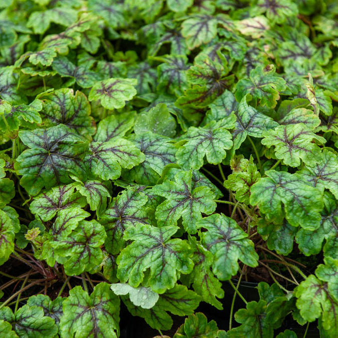 Heucherella Tapestry - Heucherella Tapestry - Stauden