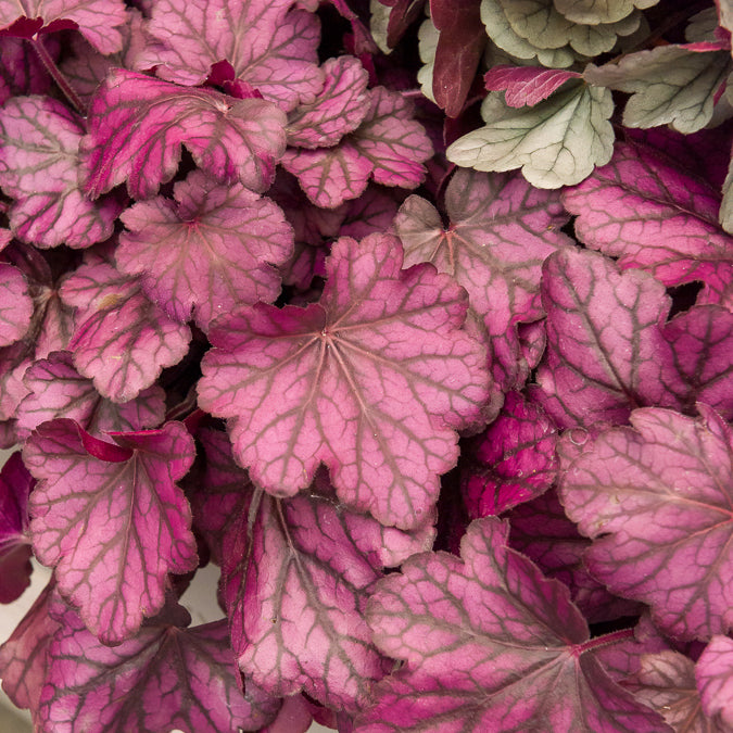 Verkauf Heuchera Wild Rose - Heuchera Wild Rose