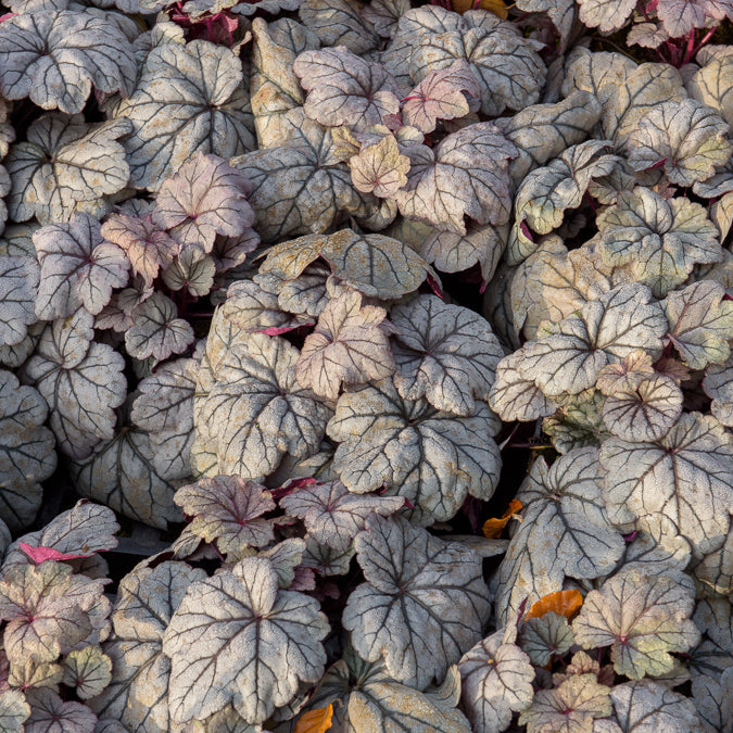 Heuchera Sugar Plum - Willemse