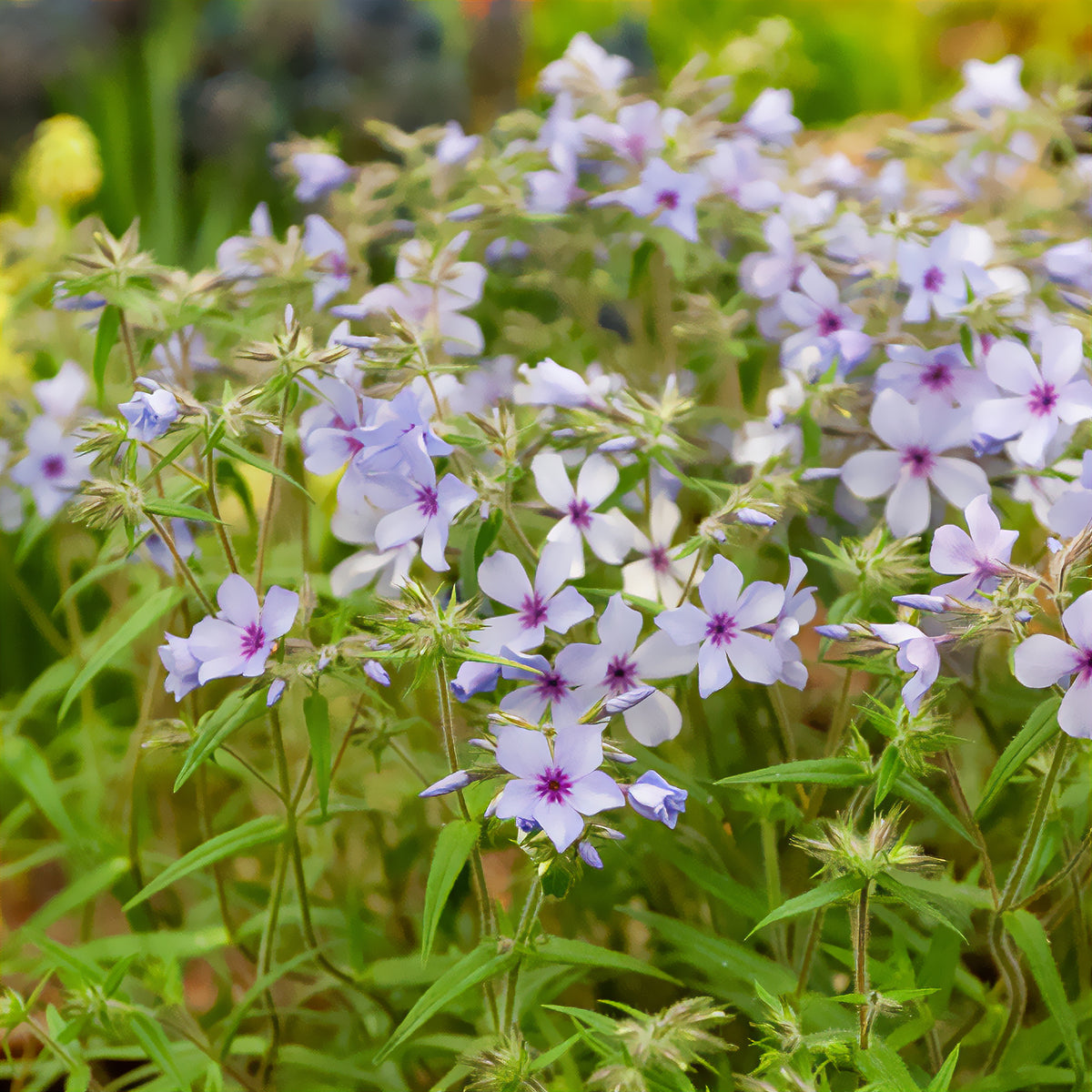 Verkauf Wald-Phlox ‘Chattahoochee’ - Phlox divaricata chattahoochee