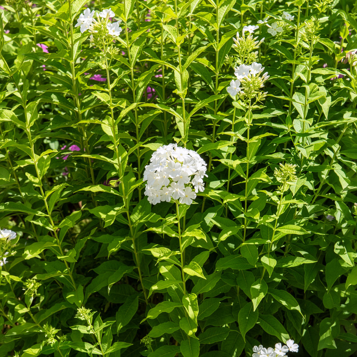 Hohe Flammenblume 'Fujiyama'