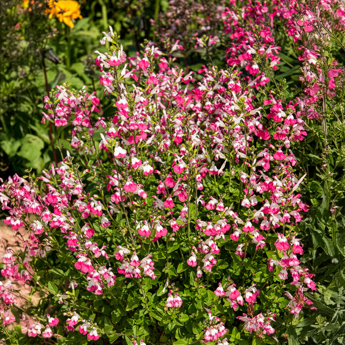 Johannisbeer-Salbei Pink Dream - Willemse