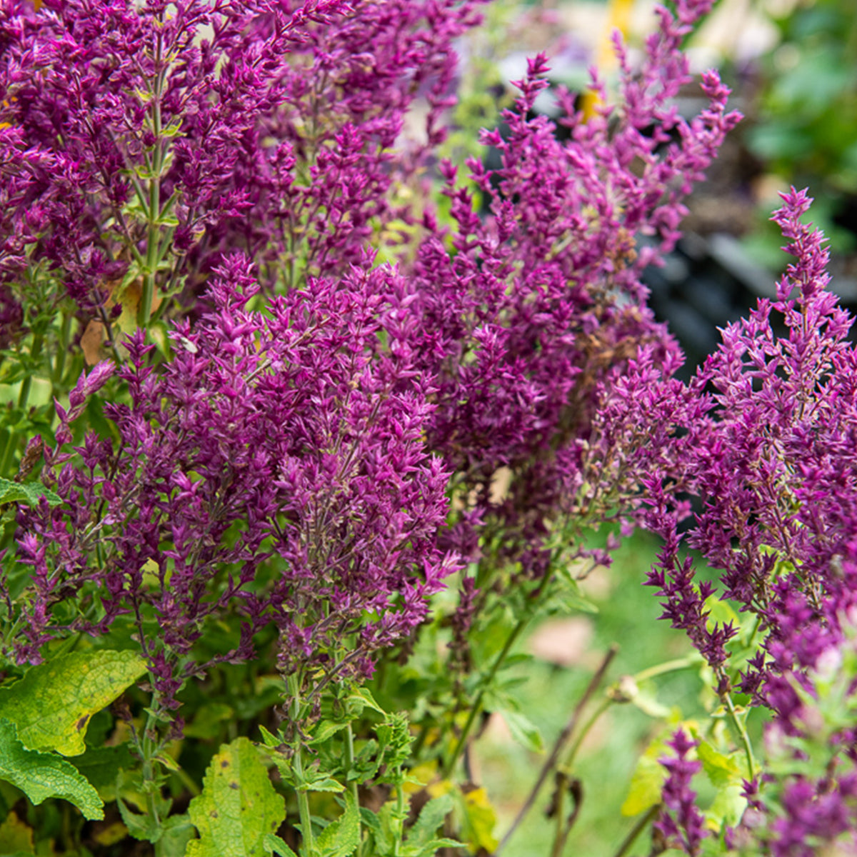 Steppensalbei Schwellenburg - Willemse