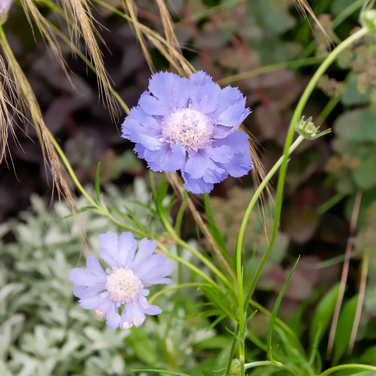 Scabiosen - Skabiose 'Perfecta' - Scabiosa caucasica perfecta