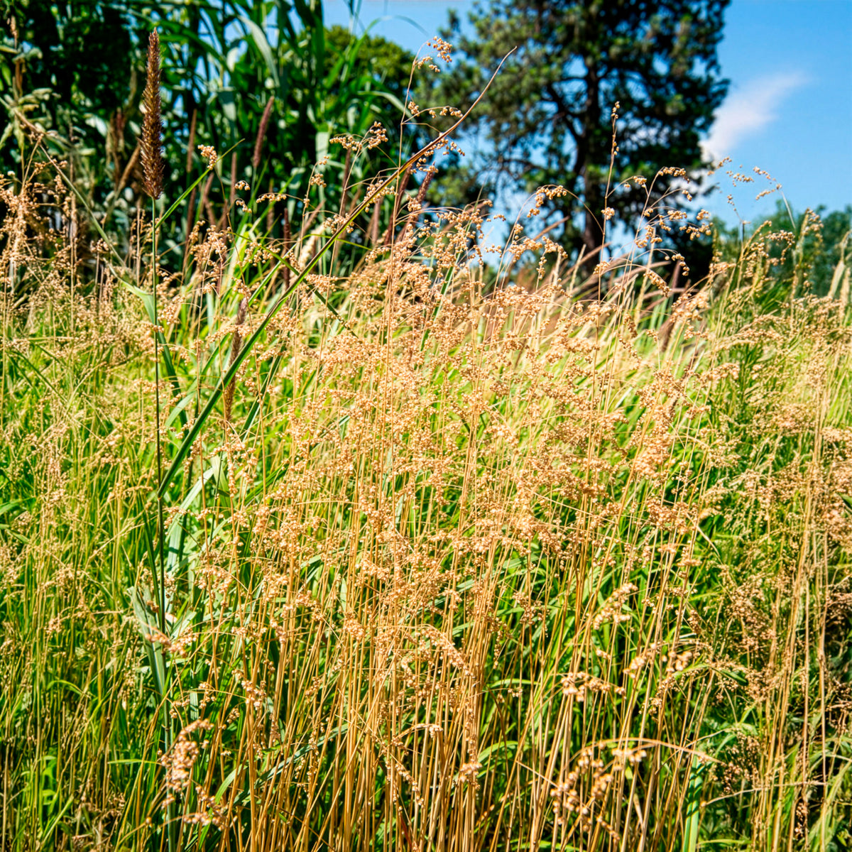 Gräser - Zittergras - Briza media