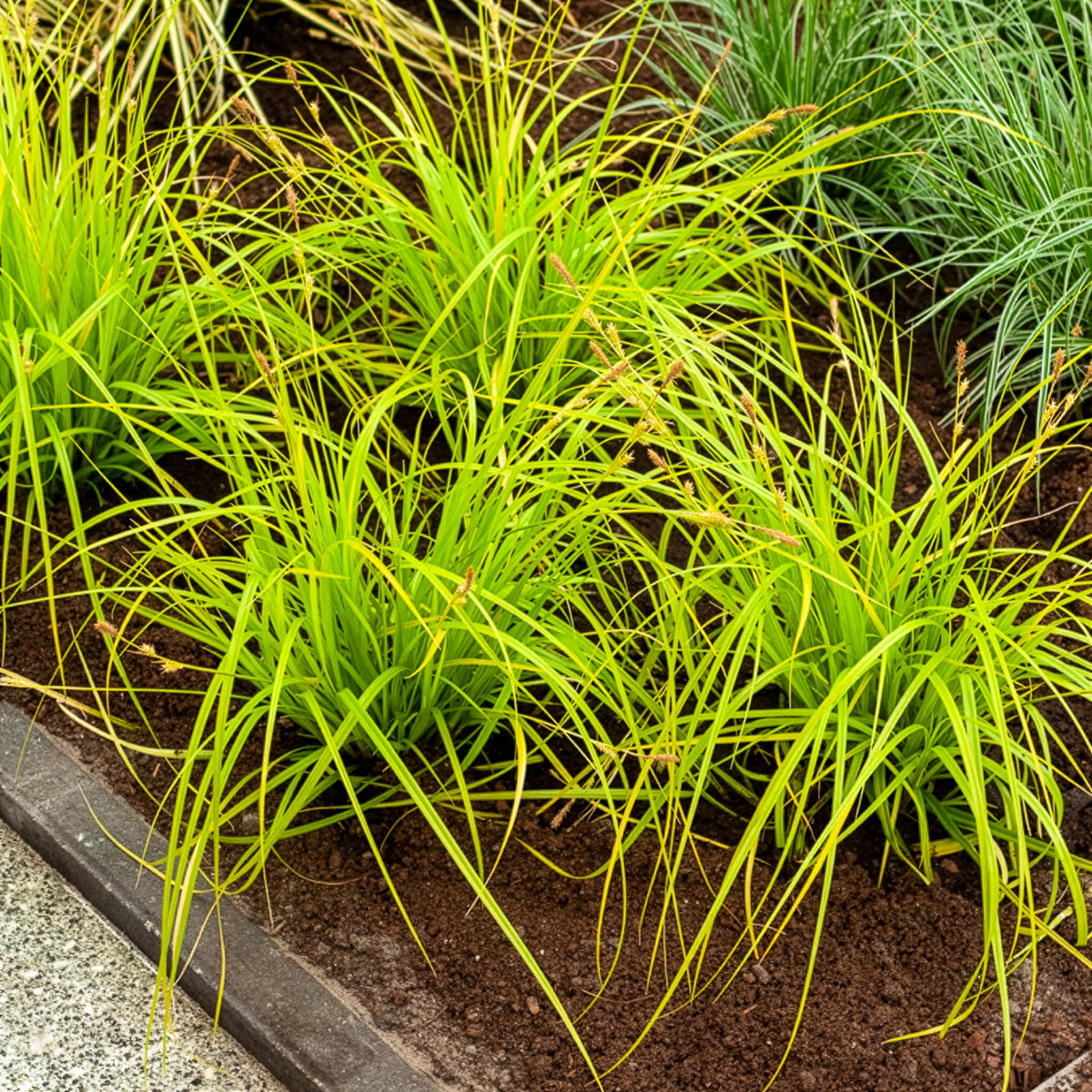 Japan-Segge Everillo - Carex oshimensis Everillo - Willemse