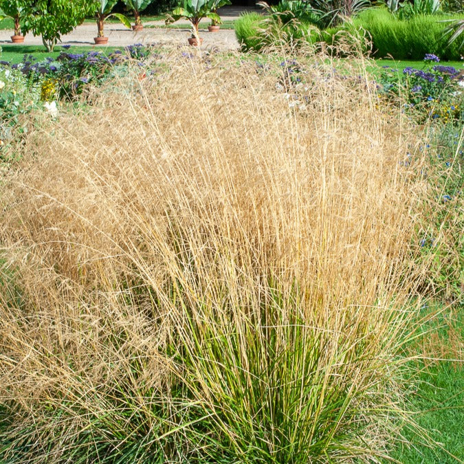 Schmiele 'Goldtau' - Deschampsia cespitosa goldtau - Willemse