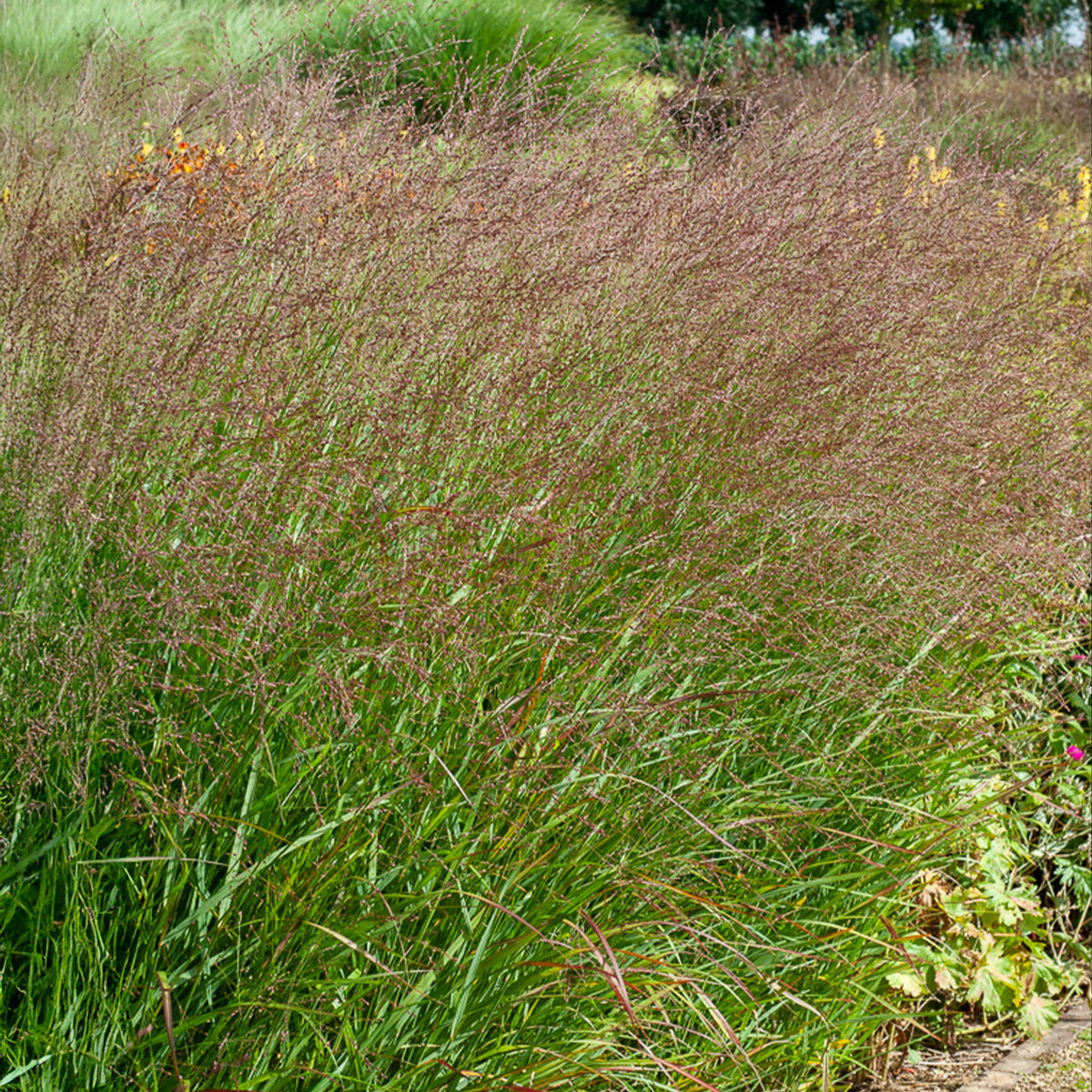 Aufrechte Rispe Shenandoah - Willemse