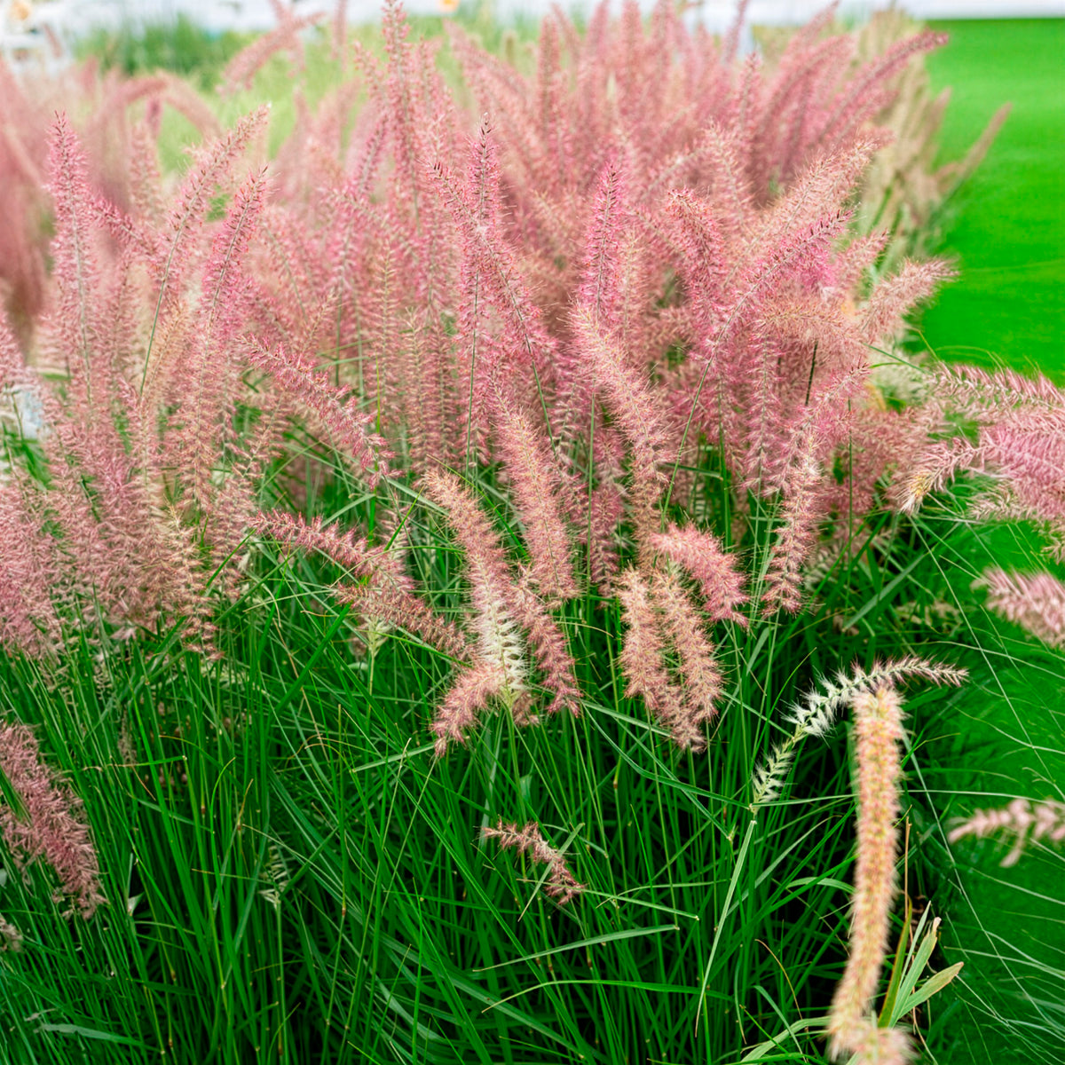 Pennisetum orientale Karley Rose ® - Lampenputzergras Karley Rose - Pennisetum