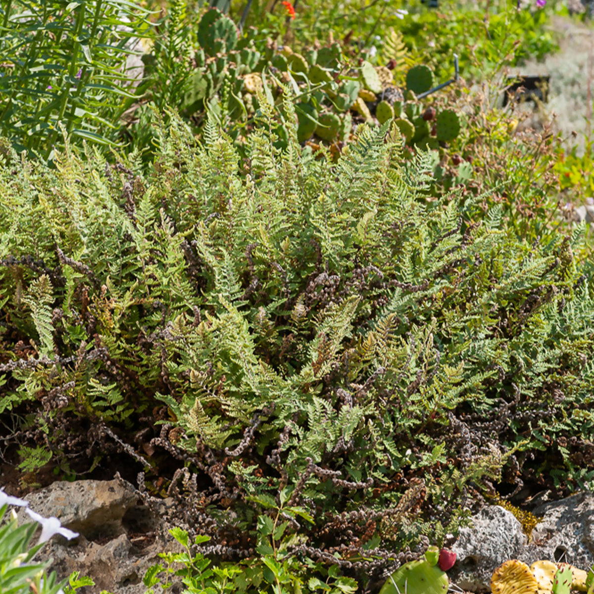 Haariger Pelzfarn - Cheilanthes lanosa - Willemse
