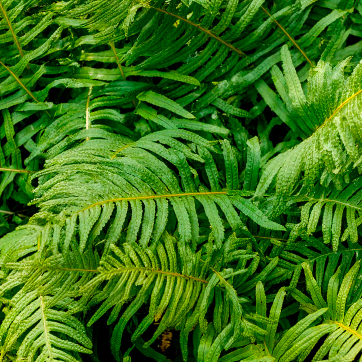 Gewöhnliches Polypode - Polypodium vulgare - Willemse