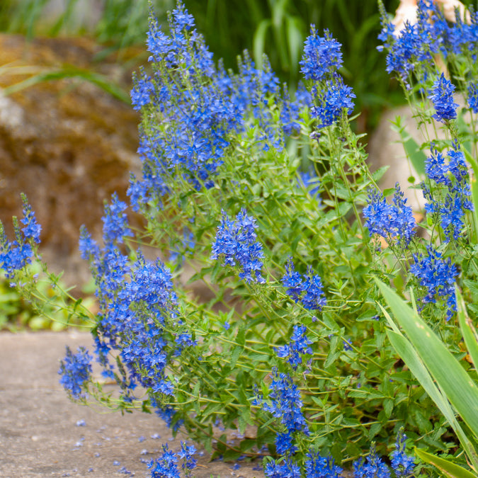 Großer Ehrenpreis Royal Blue - Willemse