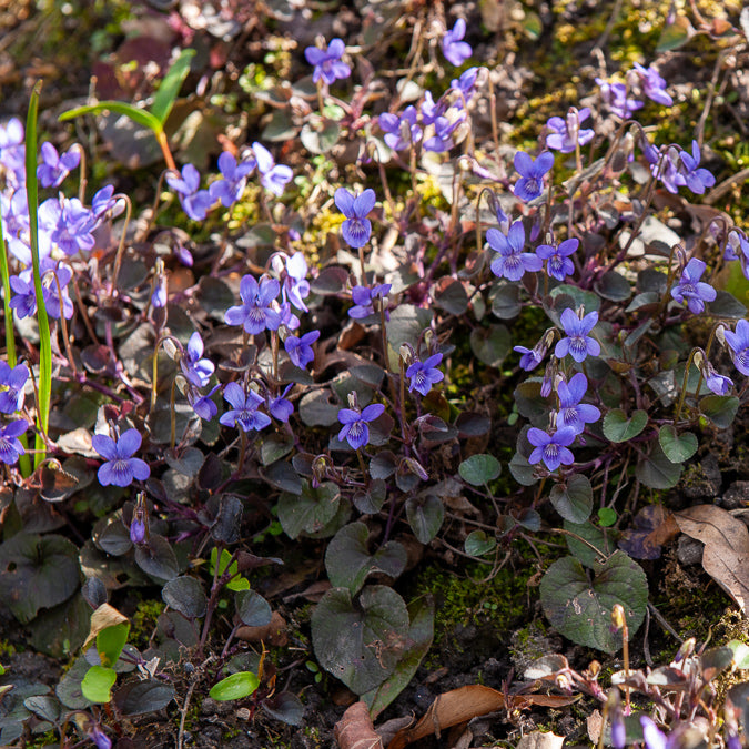 Stauden - Labrador-Veilchen - Viola labradorica