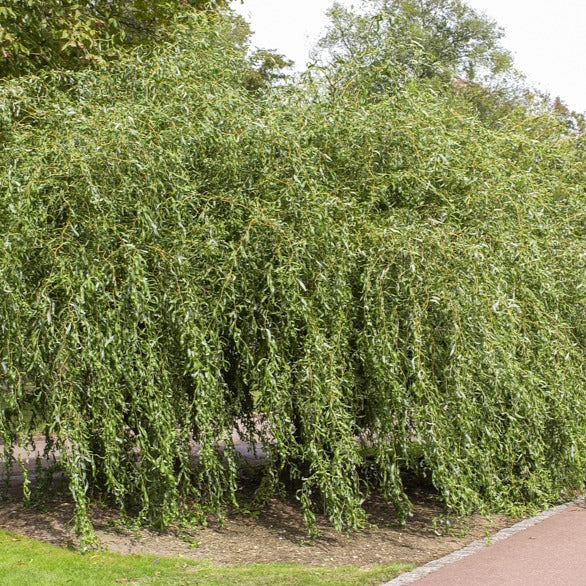 Korkenzieher-Weide 'Tortuosa' für frische Böden