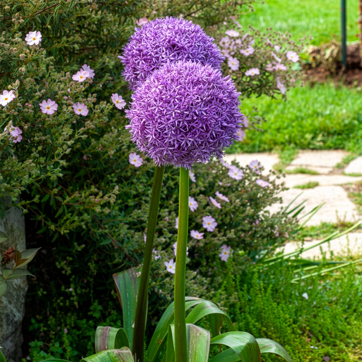 Riesen-Lauch - Allium giganteum - Willemse