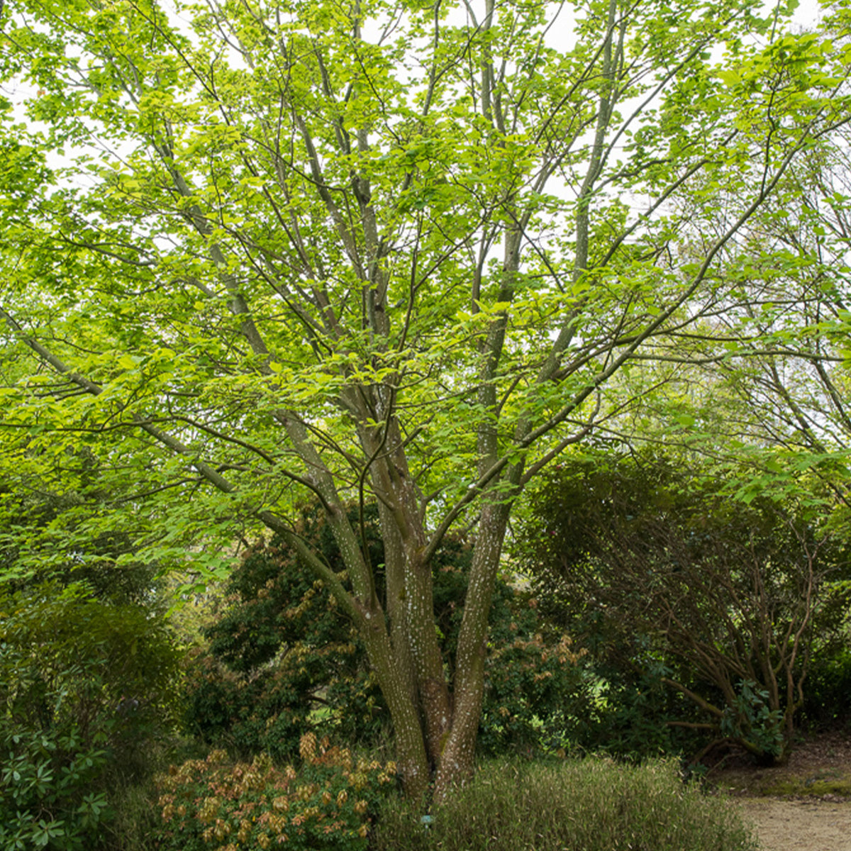 Schlangenhaut-Ahorn - Willemse