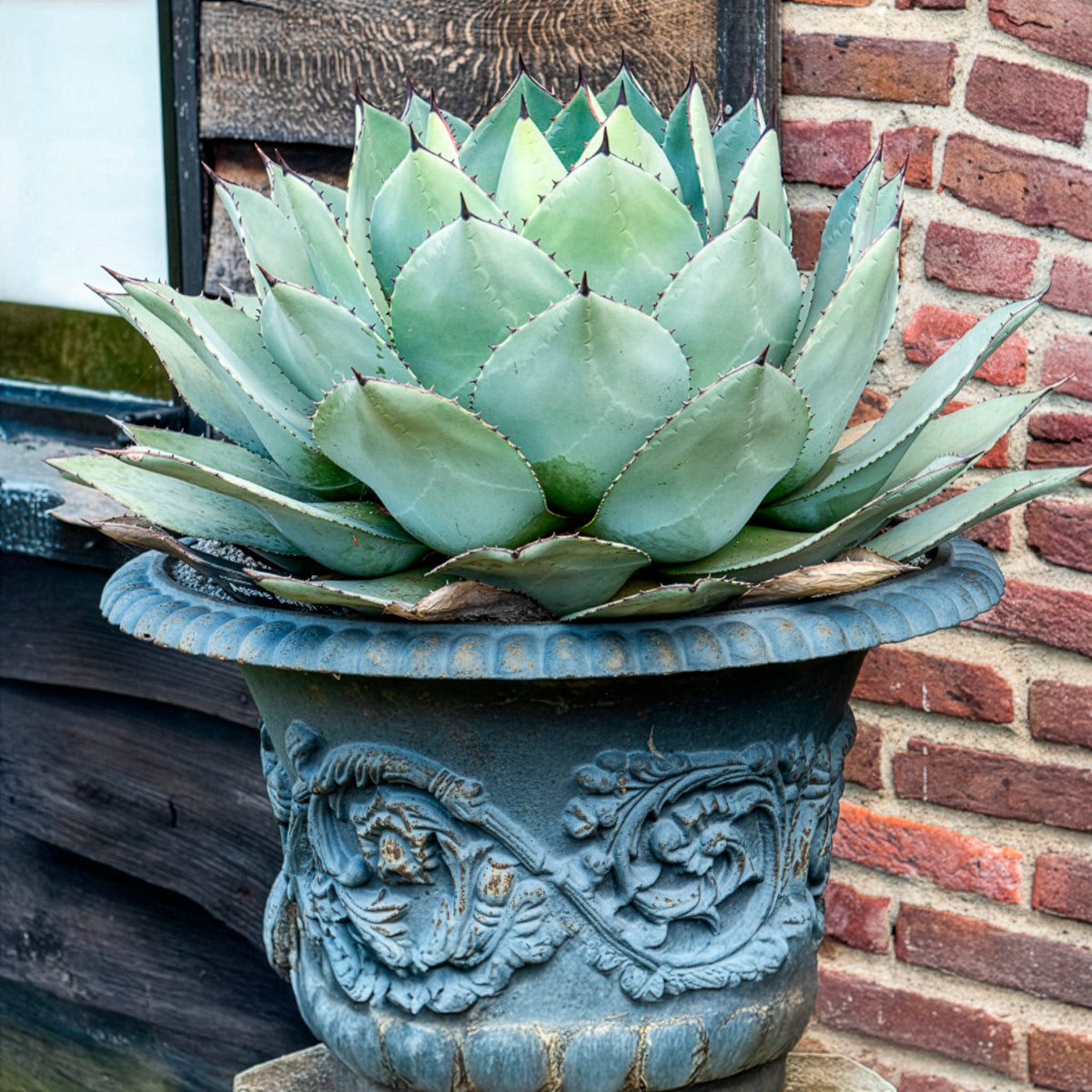 Parry-Agave - Willemse
