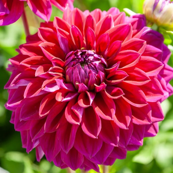 Große Dahlien Mischung (x5) - Dahlia 'Diva', 'Clair Obscure', 'Mistery Day', 'Seduction', 'Luka Johanna' - Willemse
