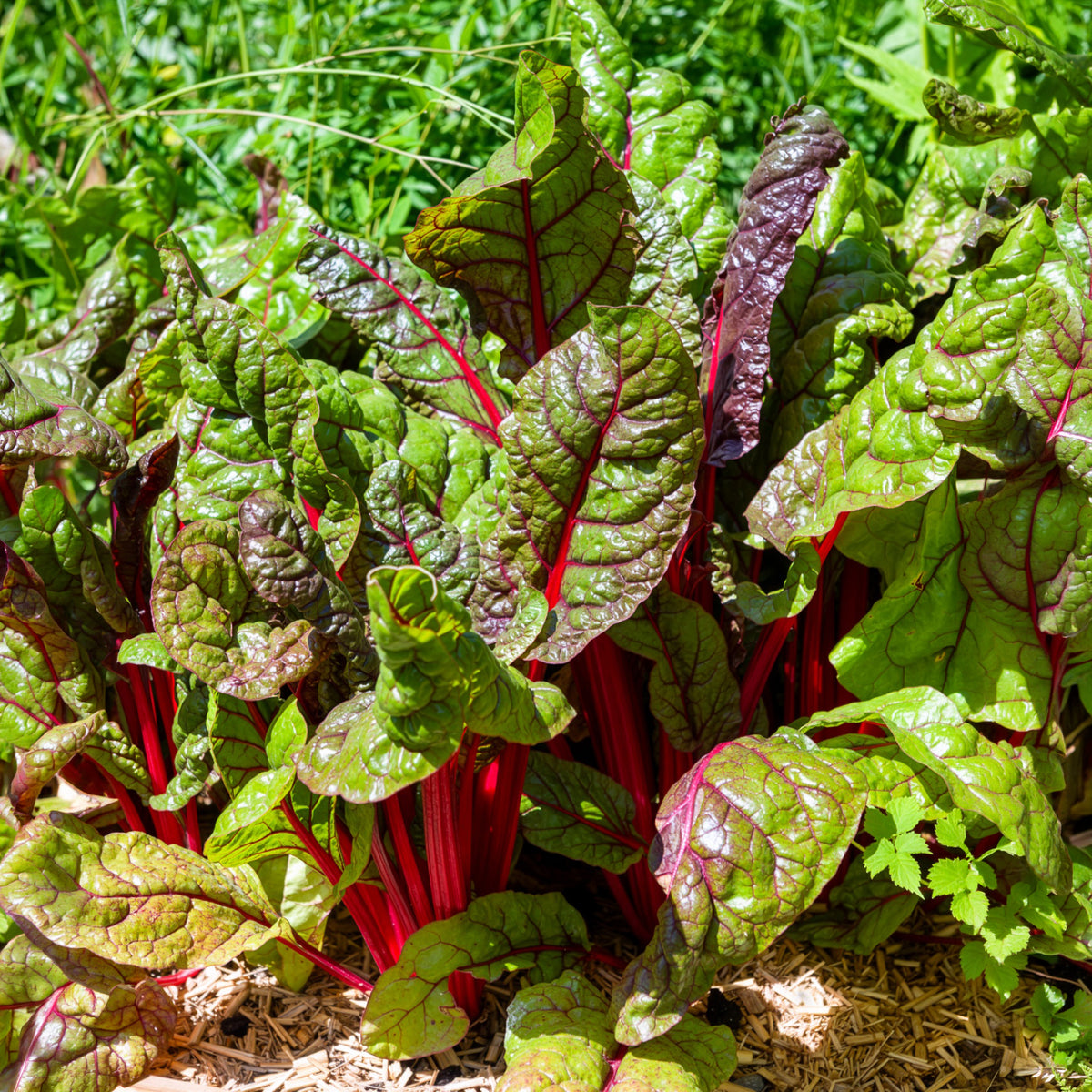 Rhabarber Mangold Rhubarb Chard