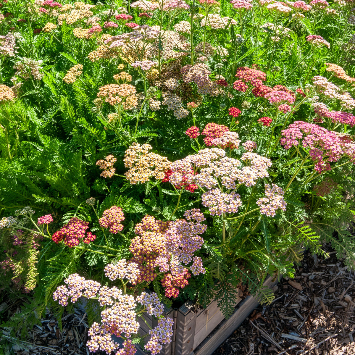 Schafgarbe 'Summer Pastels' F2 Mischung - Willemse