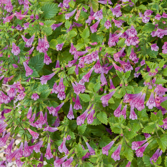 Großblütige Bergminze - Calamintha grandiflora - Willemse