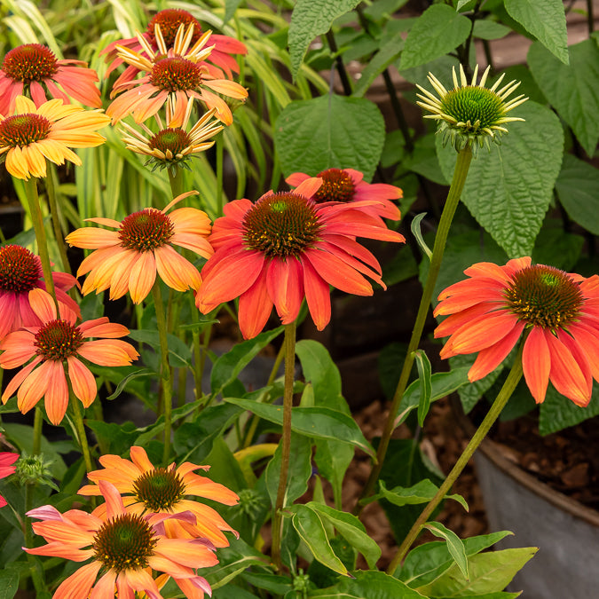 Sonnenhut Cheyenne Spirit - Echinacea purpurea Cheyenne Spirit - Willemse