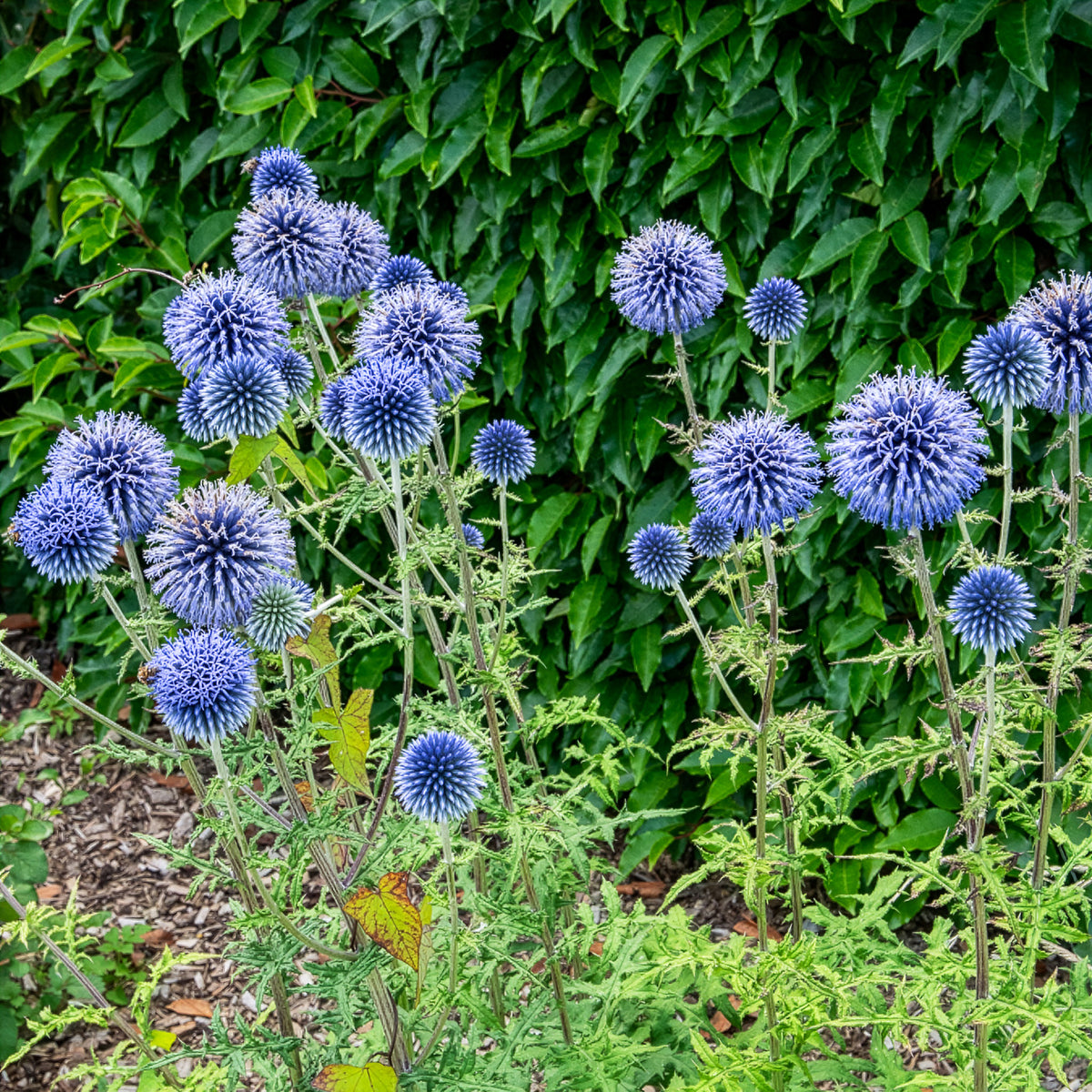 Kugeldistel - Willemse
