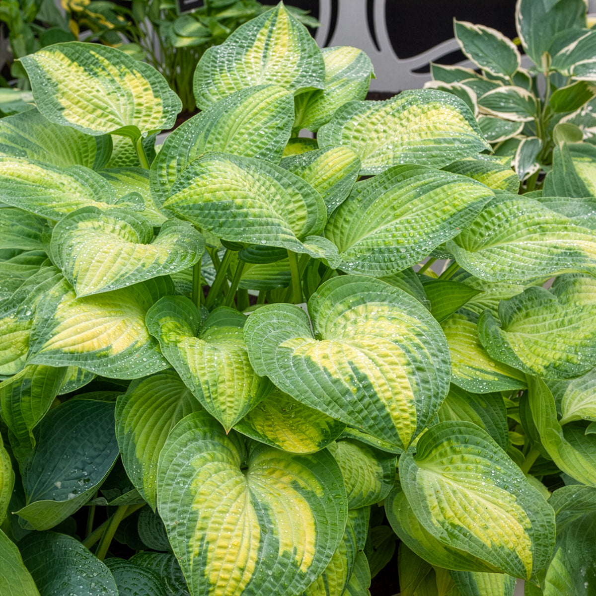 Hosta Paul's Glory Funkia - Willemse
