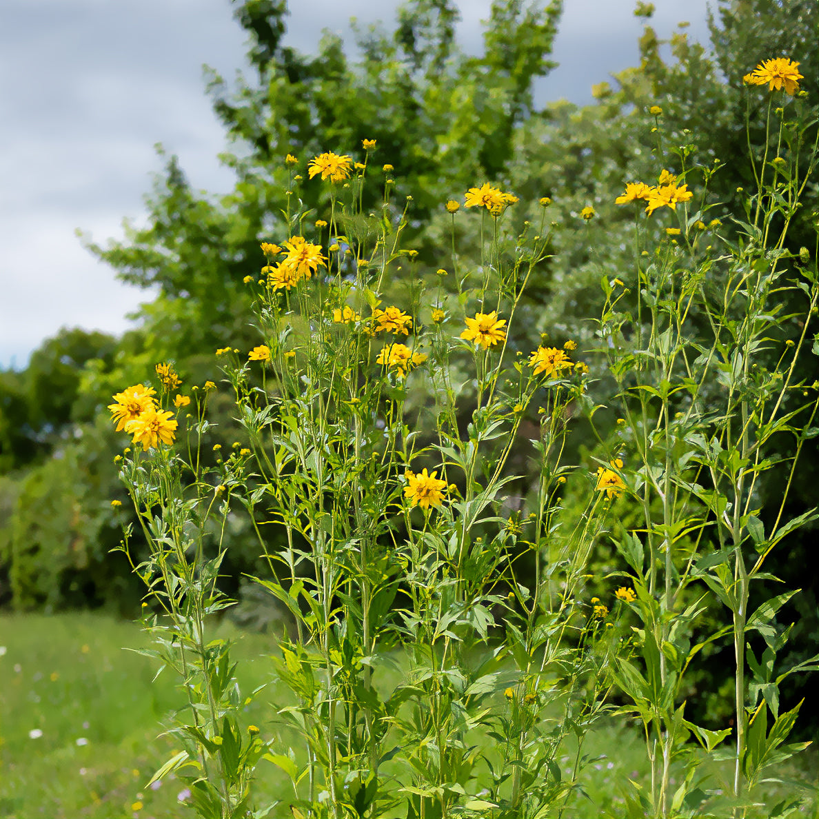 Geschlitztblättriger Sonnenhut 'Goldquelle' - Willemse