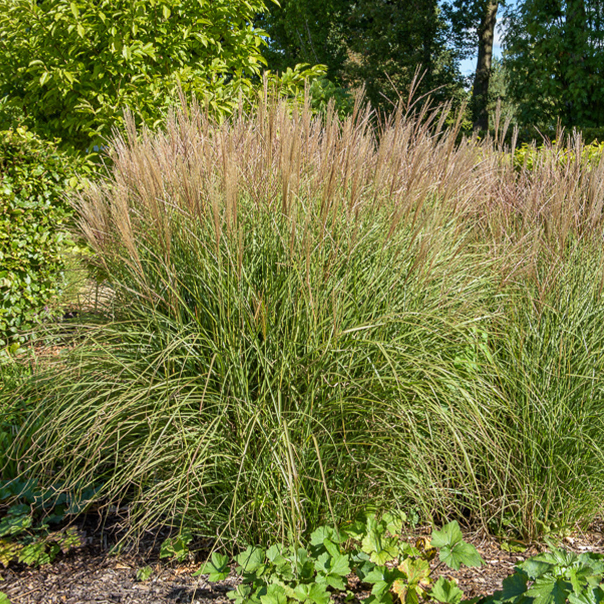 Eulalie Kleine Silberspinne Chinaschilf - Willemse