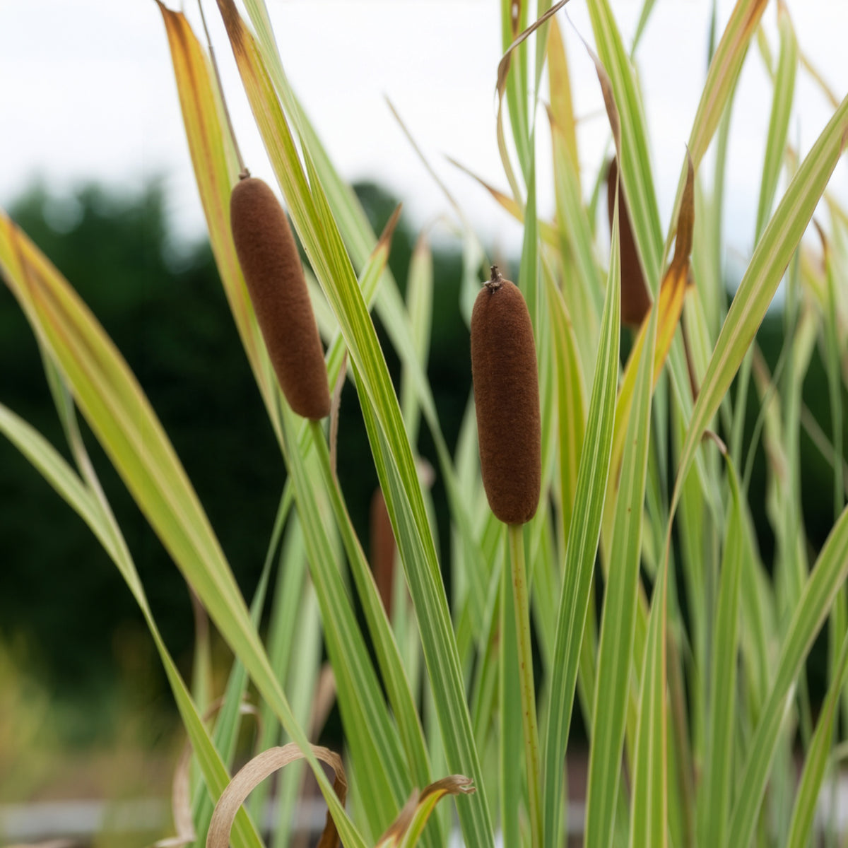Typha latifolia variegata - Rohrkolben Variegata - Schilfe