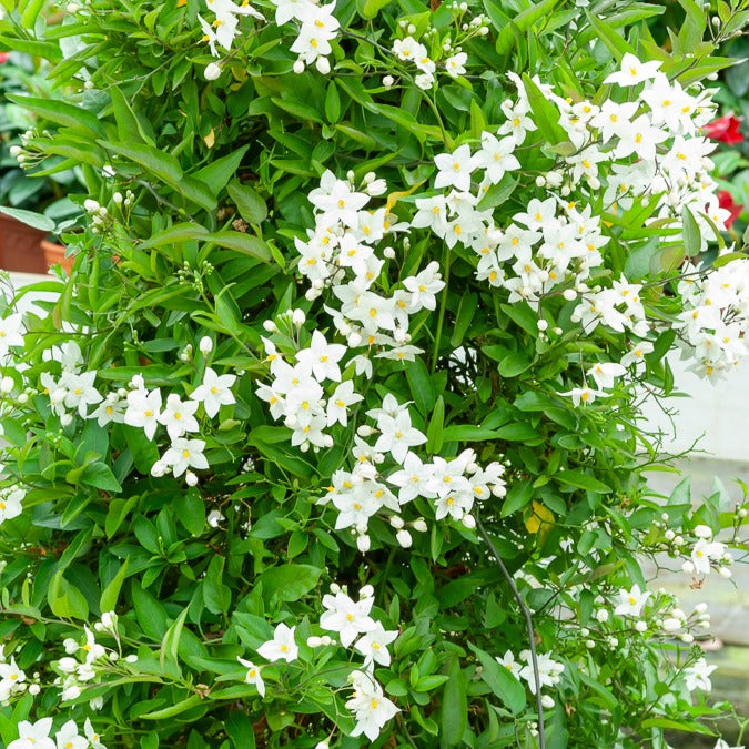 Sommerjasmin Morelle - Willemse