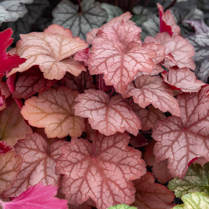 Purpurglöckchen Georgia Peach - Willemse