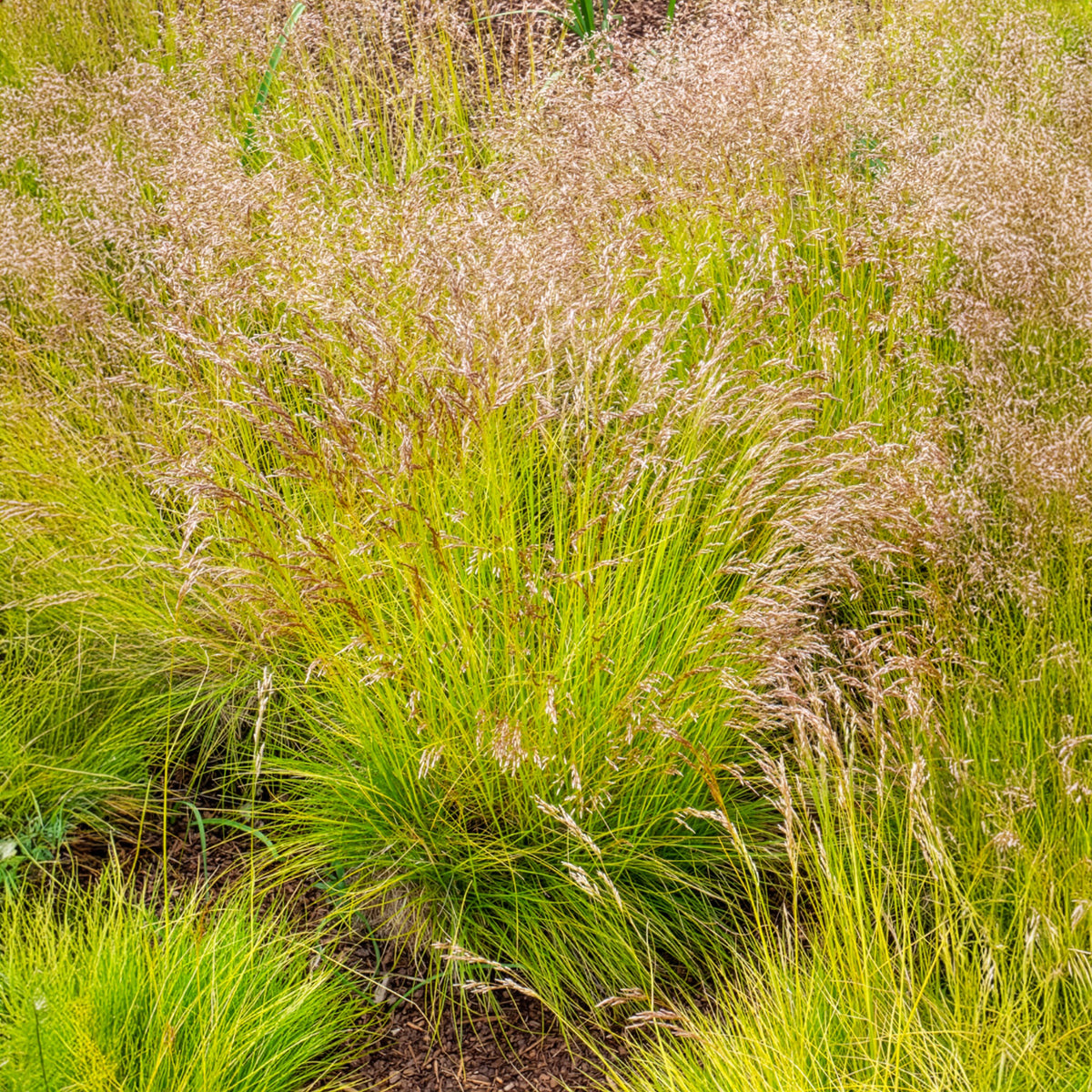 Draht-Schmiele Tatra Gold - Deschampsia flexuosa Tatra Gold - Willemse
