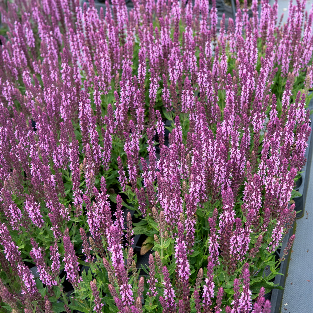 Salbei - Steppensalbei 'Sensation Pink' - Salvia nemorosa sensation pink
