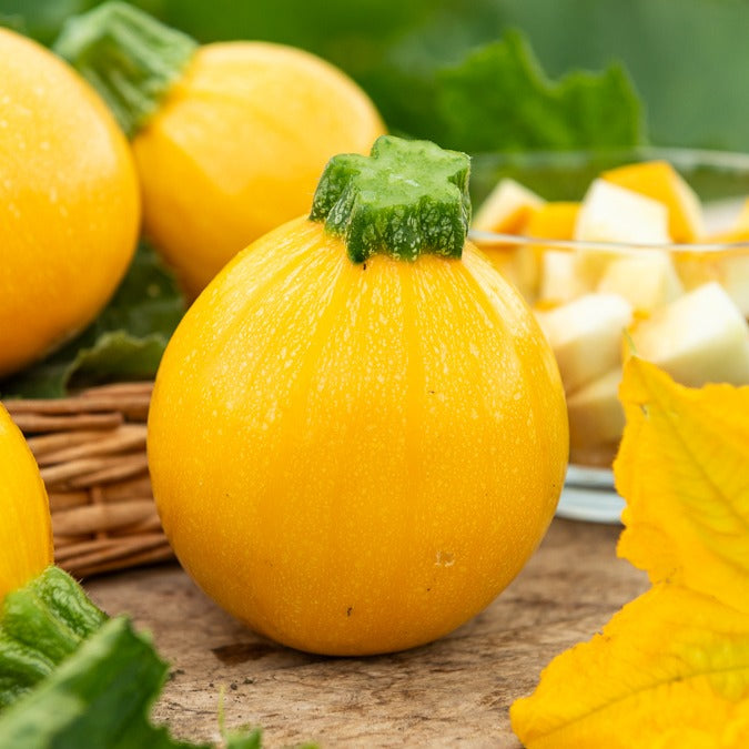 Zucchini Sun Ball F1 - Willemse
