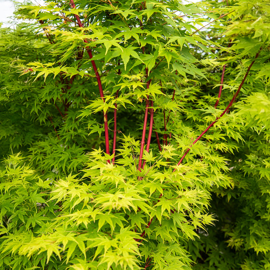 Japanischer Ahorn Sango-kaku - Willemse