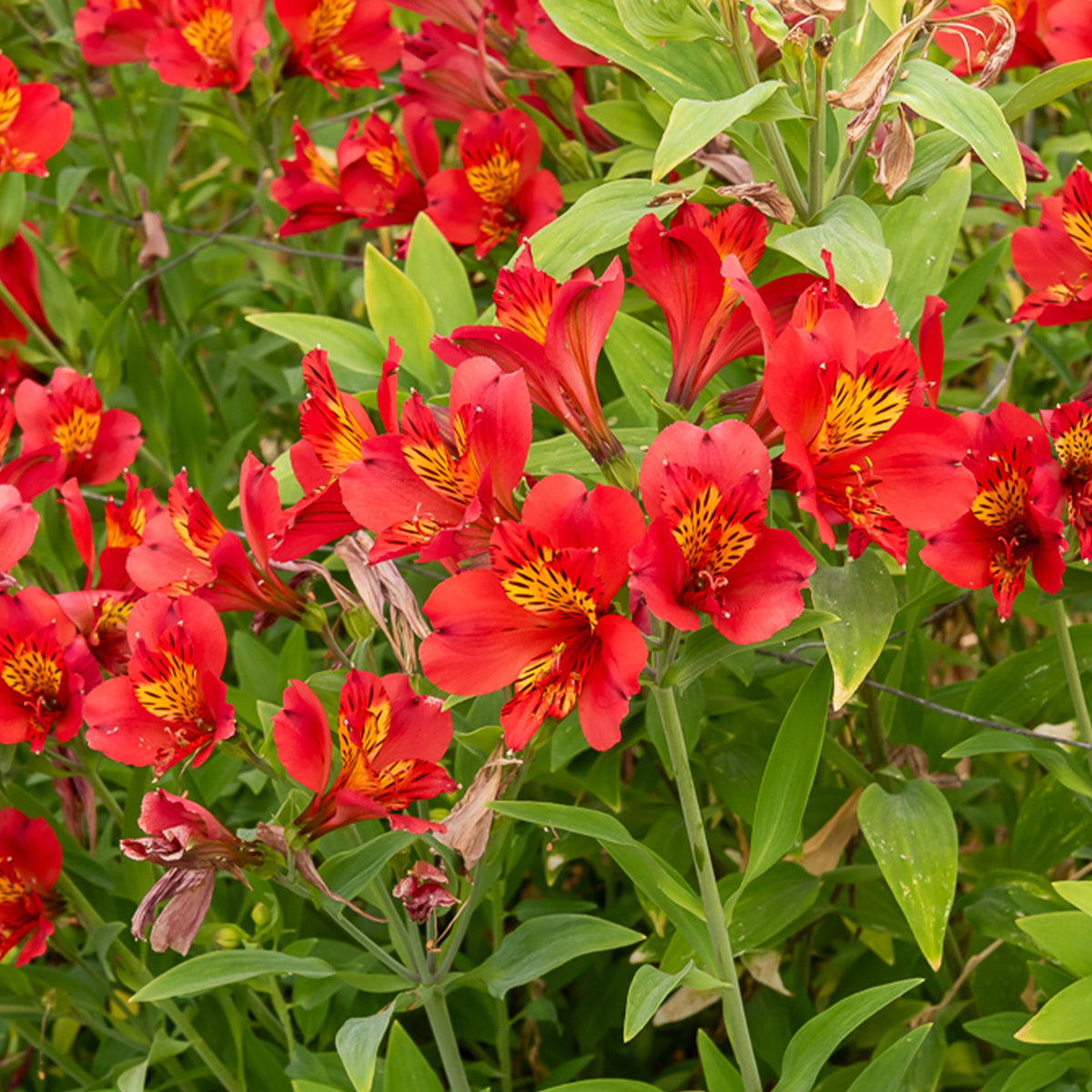 Inkalilie - Alstroemeria Majestic Liré - Willemse