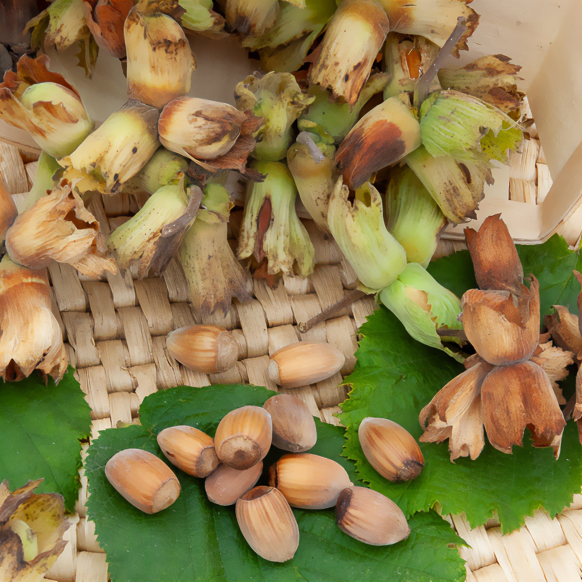 Haselnussstrauch Webbs Prize Cob - Willemse